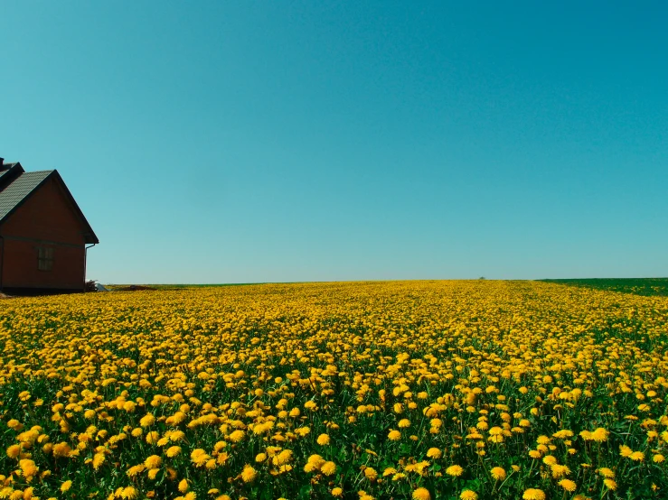 an open grassy field with lots of wildflowers and a house