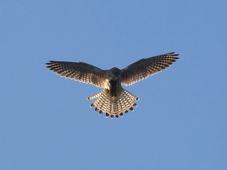 a large hawk flying through the sky in a clear day