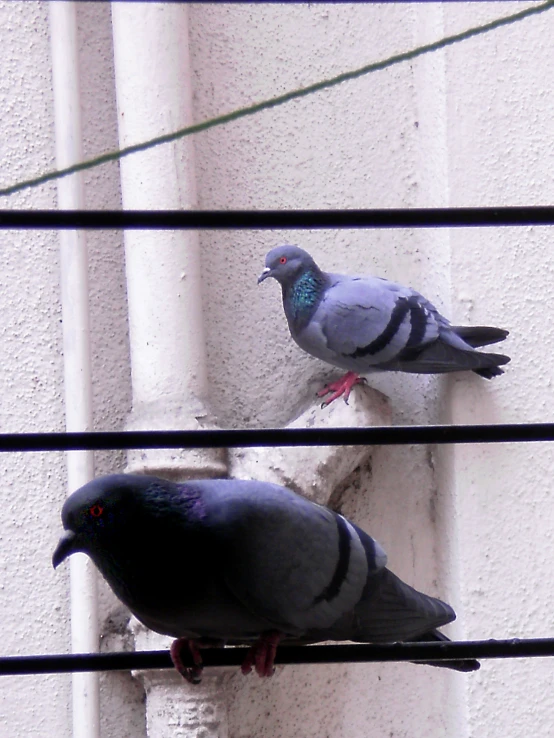 two grey birds standing next to each other on the windowsill