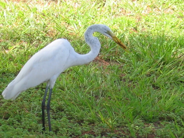 a large bird with an open beak standing in a grass area