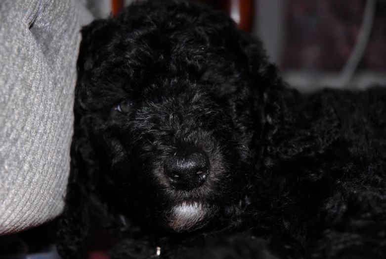 a black poodle dog is sitting on the floor