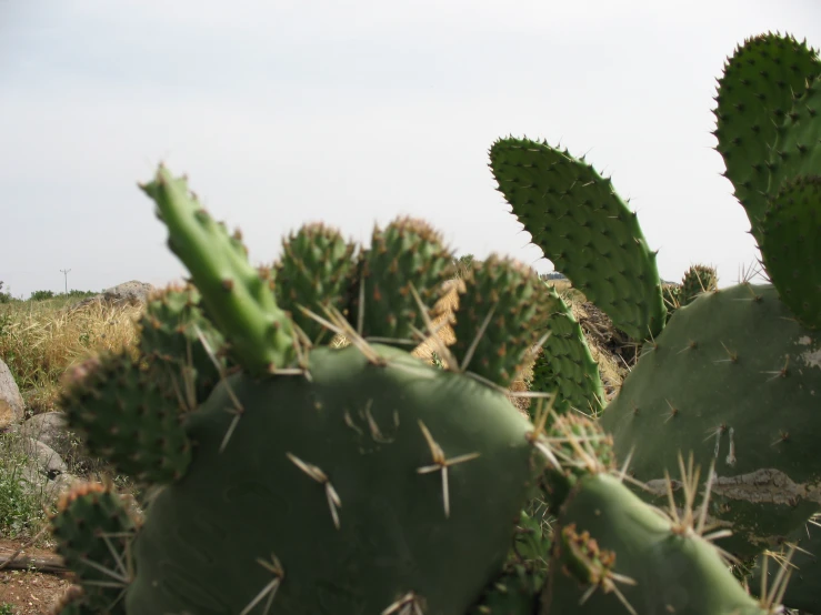 a bunch of cactuses growing out of the dirt