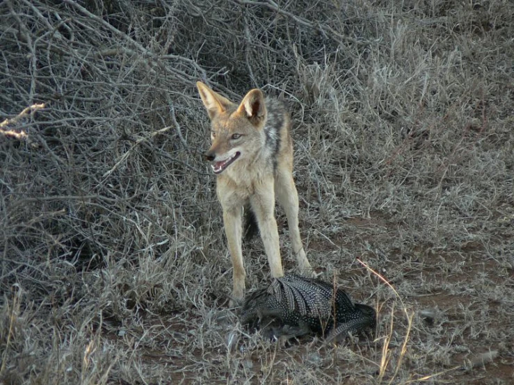 a brown dog is standing in a wooded area next to a dead bird