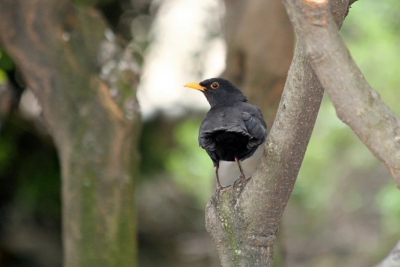 black bird perched on the tree nch in front of trees