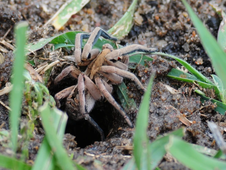a large spider crawls through some dirt