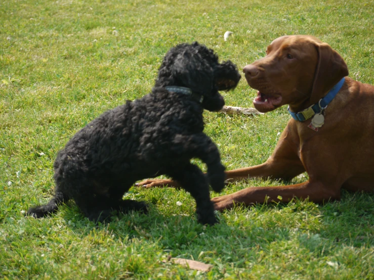 two dogs playing tug of war on the grass