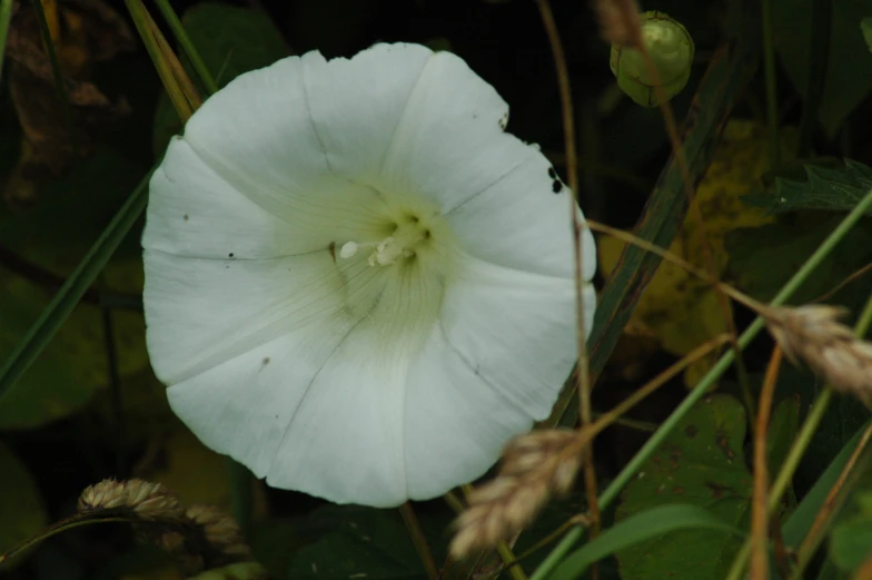 close up of a white flower surrounded by vegetation
