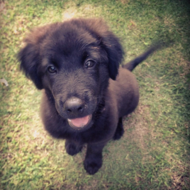 a puppy looking up and showing his teeth