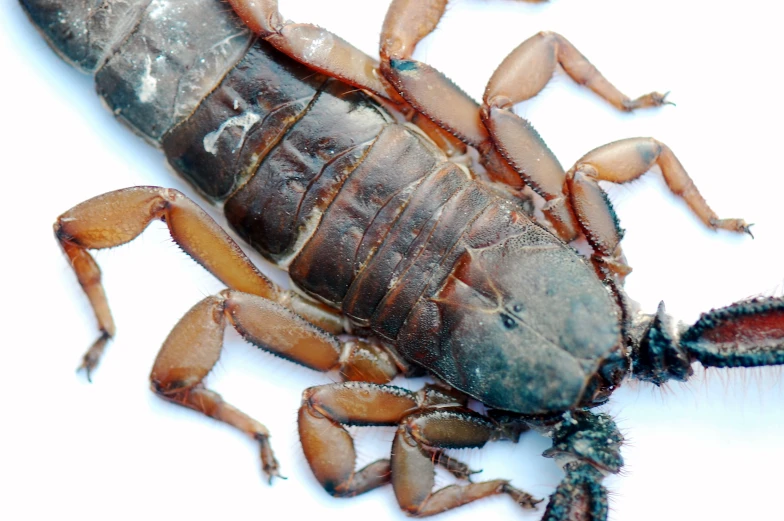 a very large scorpion is lying down on the ground