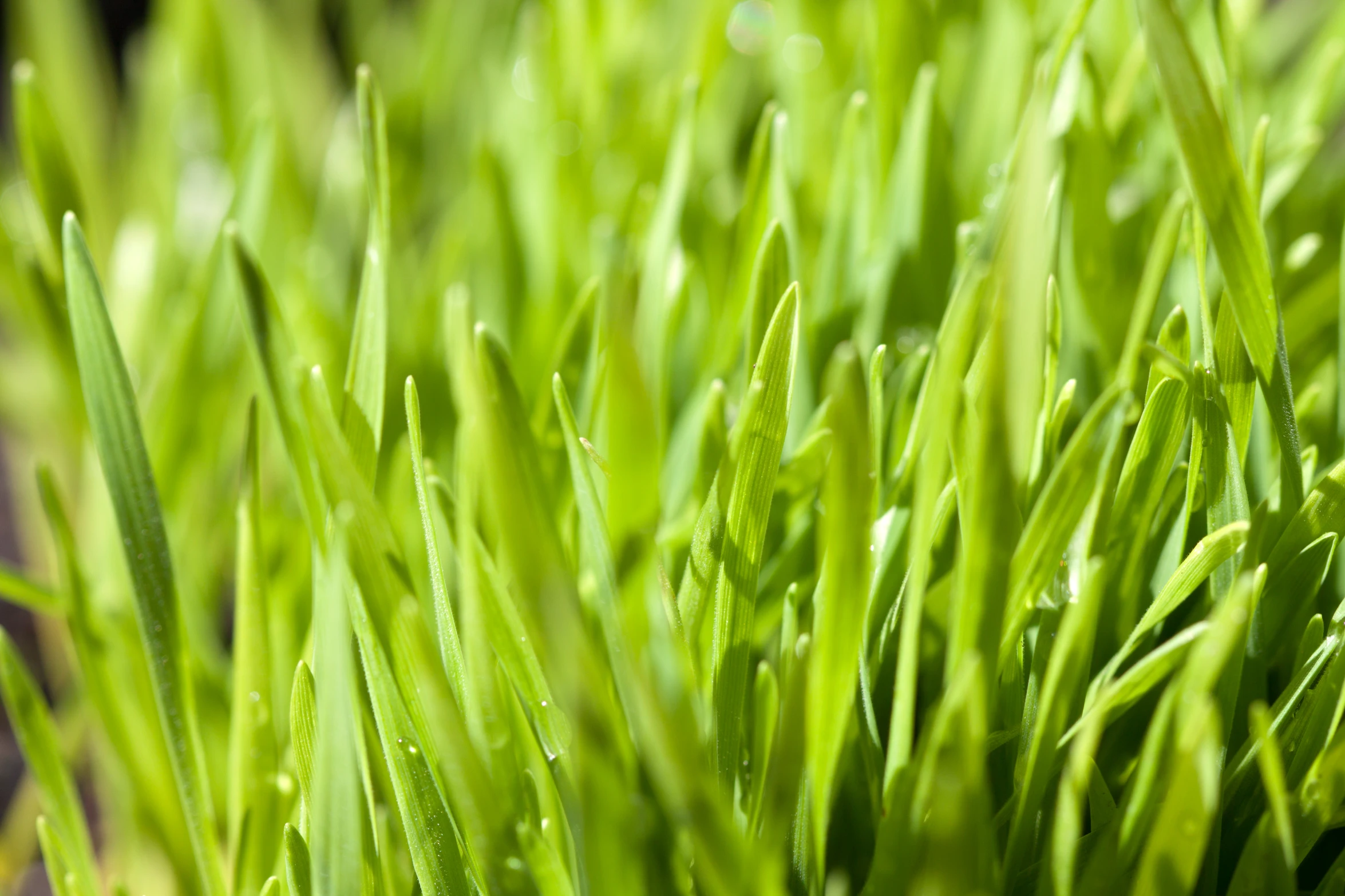 green grass with the sunlight shining through it