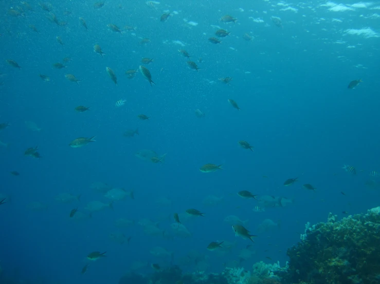 a bunch of small fish swimming on the blue water