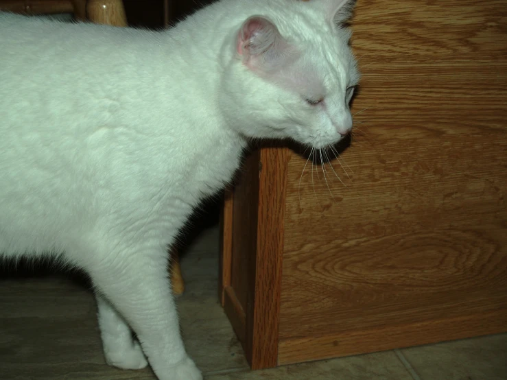 a white cat looking at its paw in the door