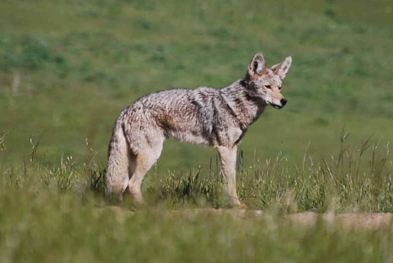 a young wolf standing in a grassy field