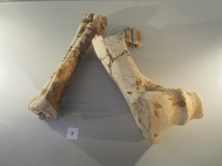 an old bone is on display in a museum