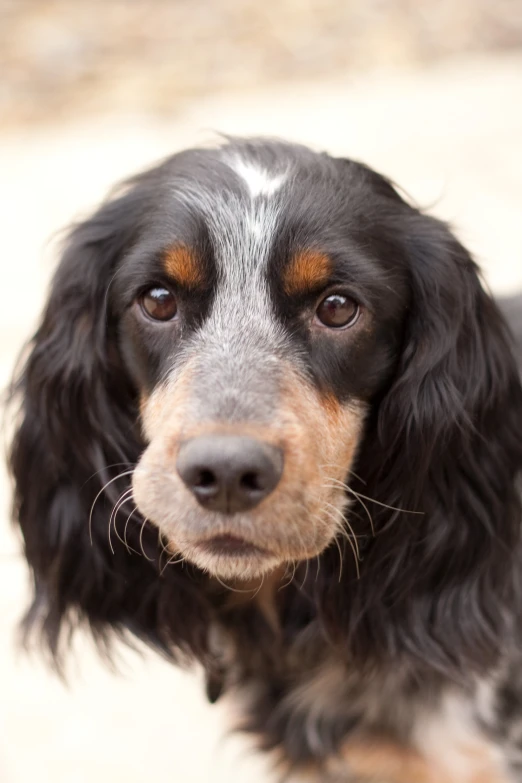 this dog looks as though it has an odd expression