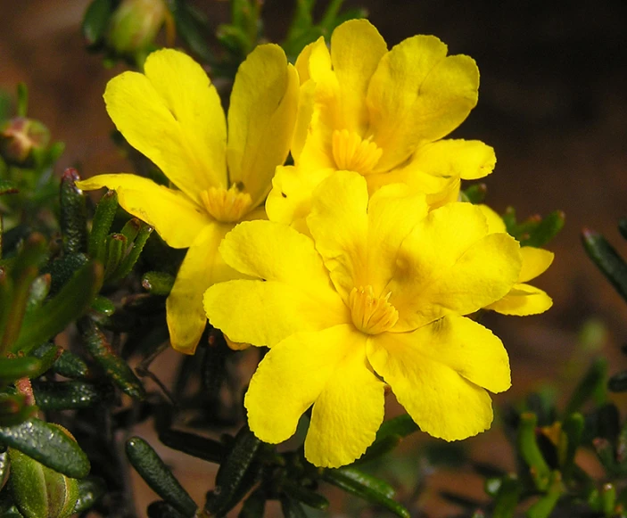 yellow flowers with water droplets on them on a tree nch