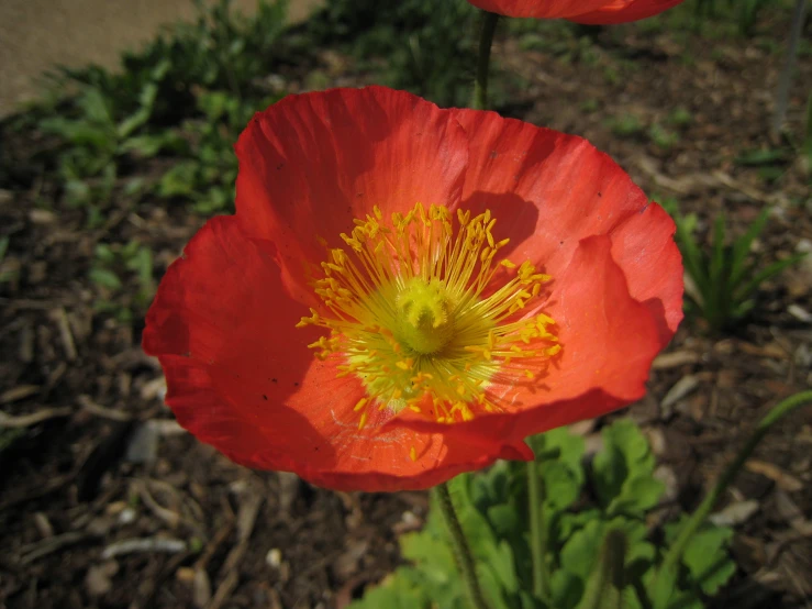 some red and yellow flowers in a garden