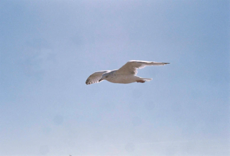 a white bird flying in a blue sky