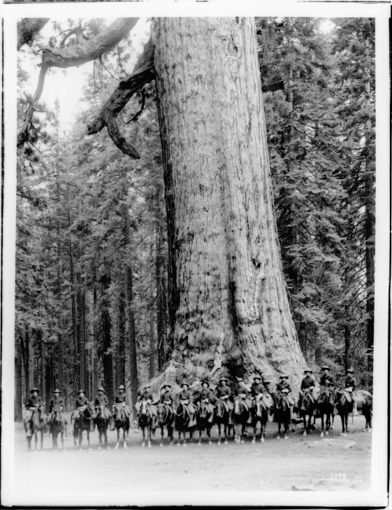 a group of men are standing around in front of a massive tree