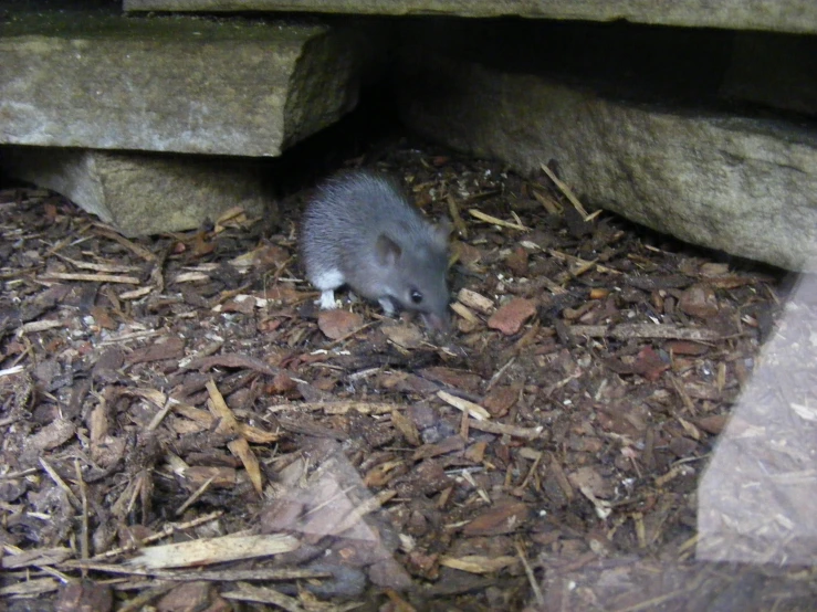 the rodent is foraging underneath a concrete bench
