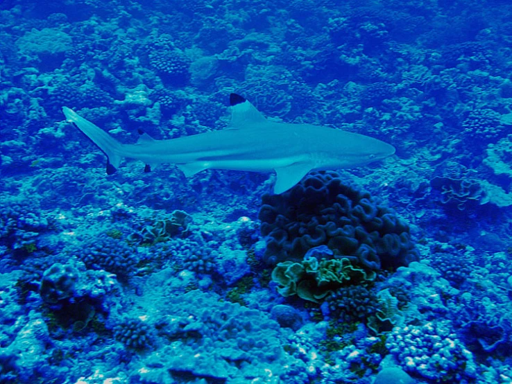 a small grey shark swims by on a coral reef