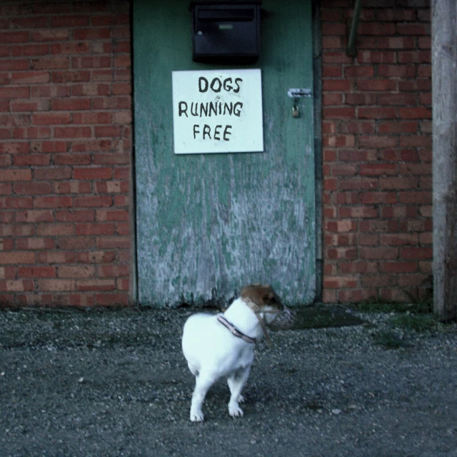 a little white dog that is standing next to a sign