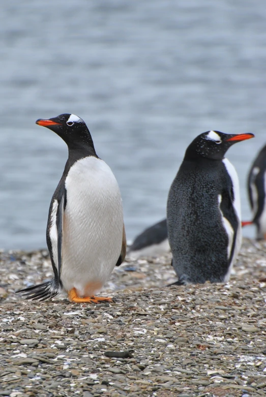 three penguins on the pebble beach in front of water