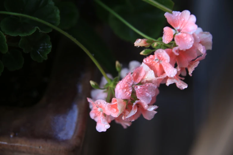 some pink flowers and green leaves on a brown table