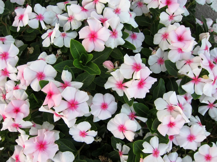 some pretty pink and white flowers next to each other