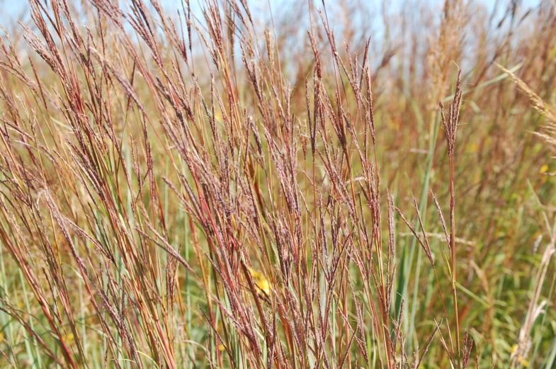 some tall brown grass sitting in a field