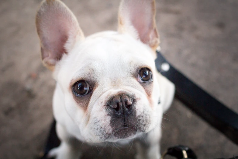 small dog sitting on a leash looking at the camera