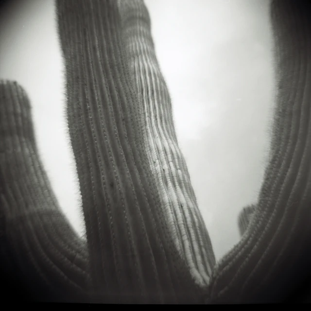 a cactus with thick legs and huge arms
