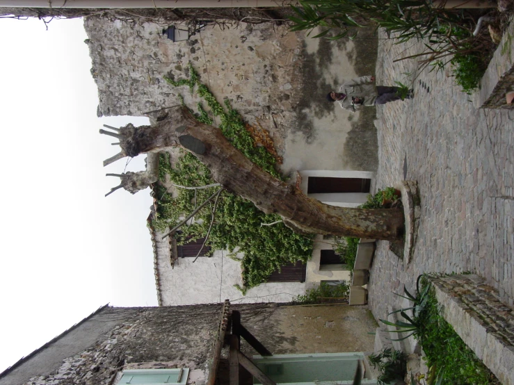 an animal is climbing up a building