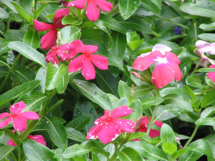 a large collection of flowers that have pink petals