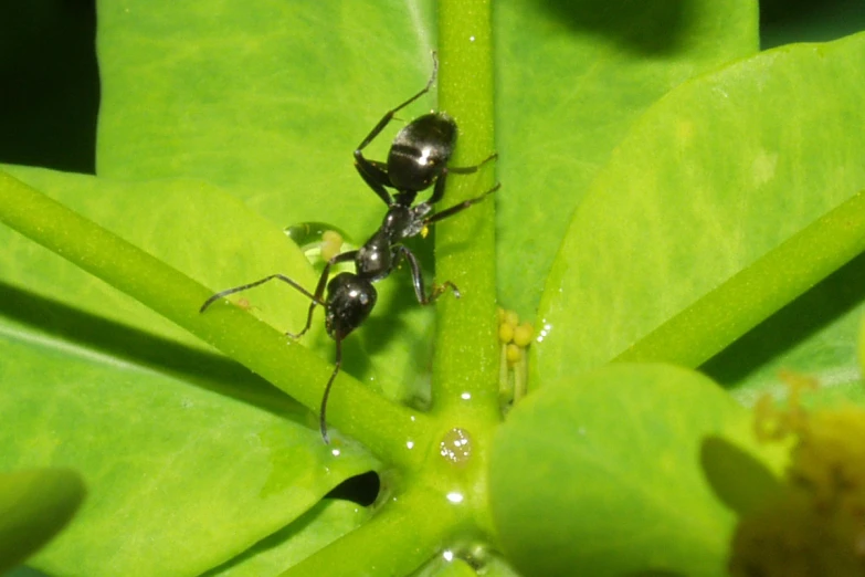 a close up of two ants on top of a green plant