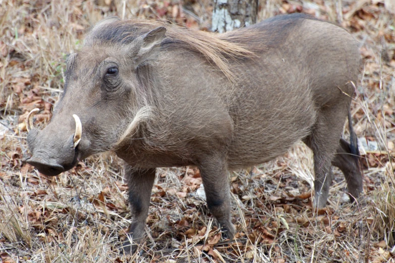 an armadile walking through some dried grass and leaves