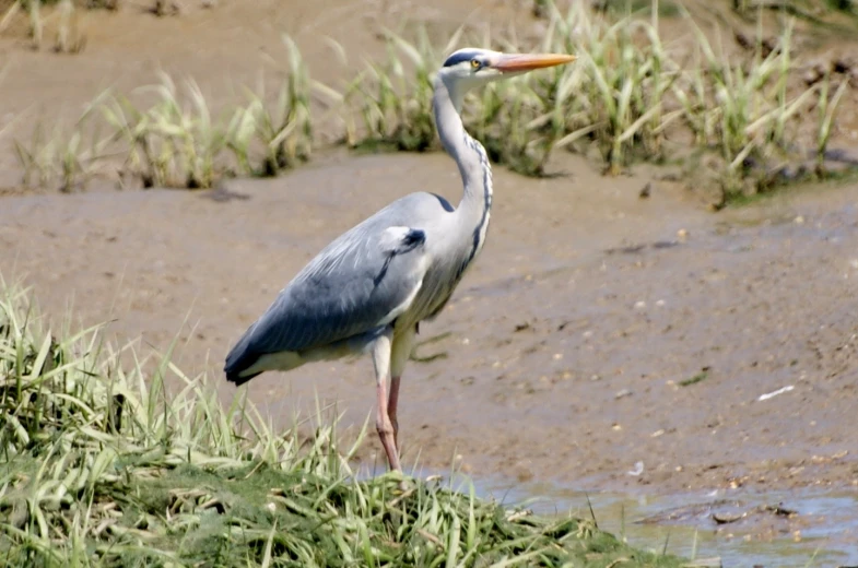 a tall blue bird with a long bill standing in some water