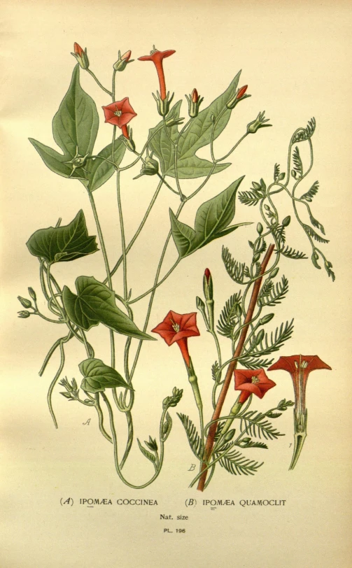 a floral drawing from a natural history showing foliage and flower buds