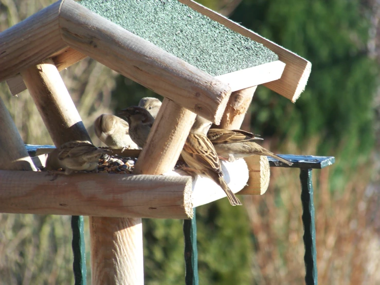 three birds on a perch, one is sitting