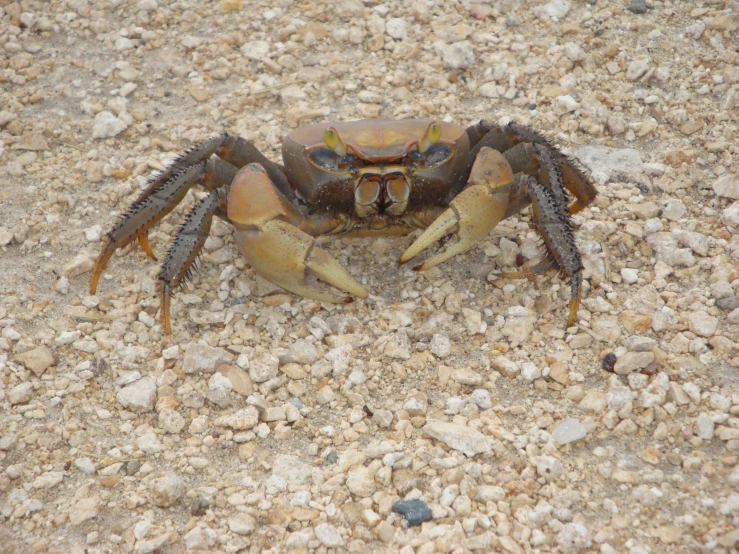 the crab is walking on sand next to small rocks