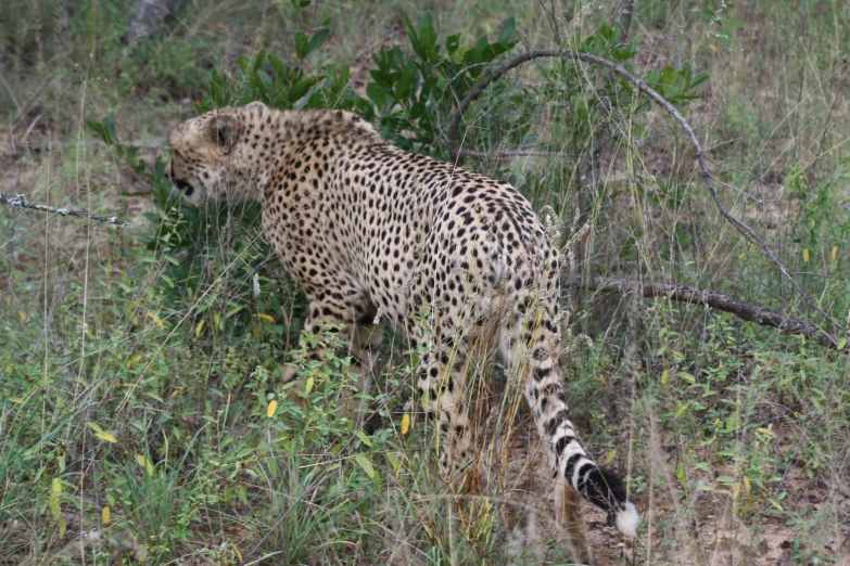 a cheetah walking through a grass and brush covered forest