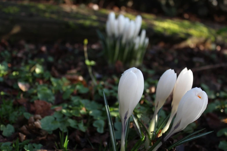 two white flowers in the grass on a sunny day