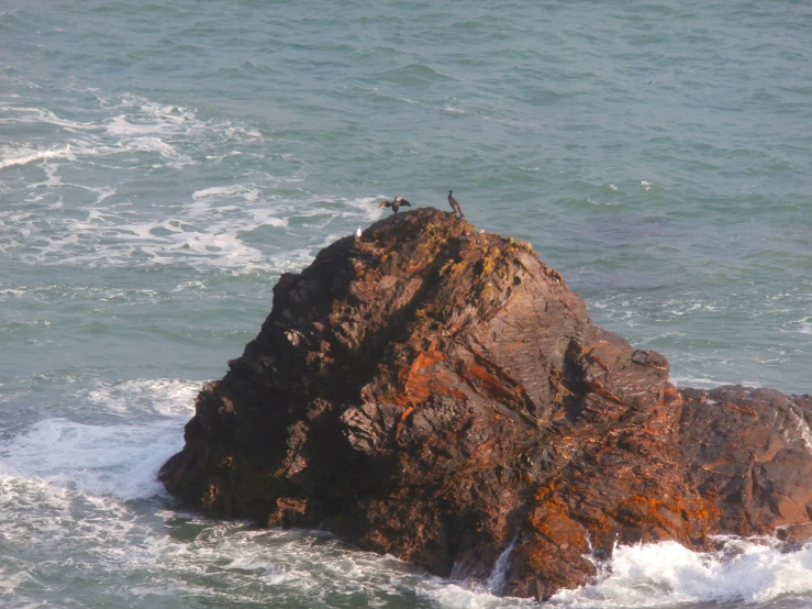 a seagull perches on top of a rock in the ocean