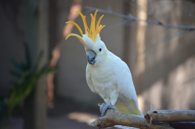 an cockatoo with a yellow head and beak perches on a tree nch