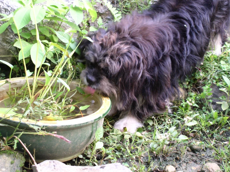 a very cute gy dog near a potted plant