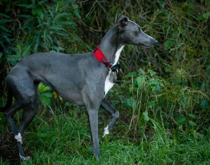 a gray and white dog in some grass and bushes