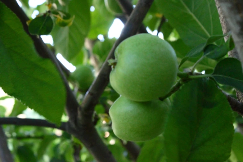 some green fruit hanging from a tree nch