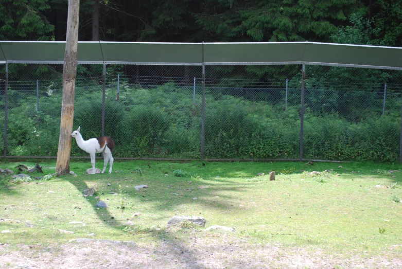 two llamas grazing around inside an enclosure in a field