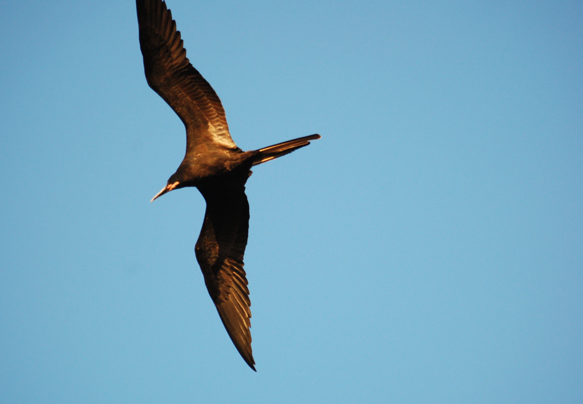 a bird with it's beak open is flying in the air