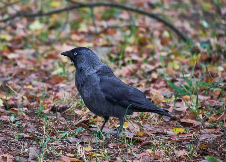 a gray bird standing on some grass and leaves